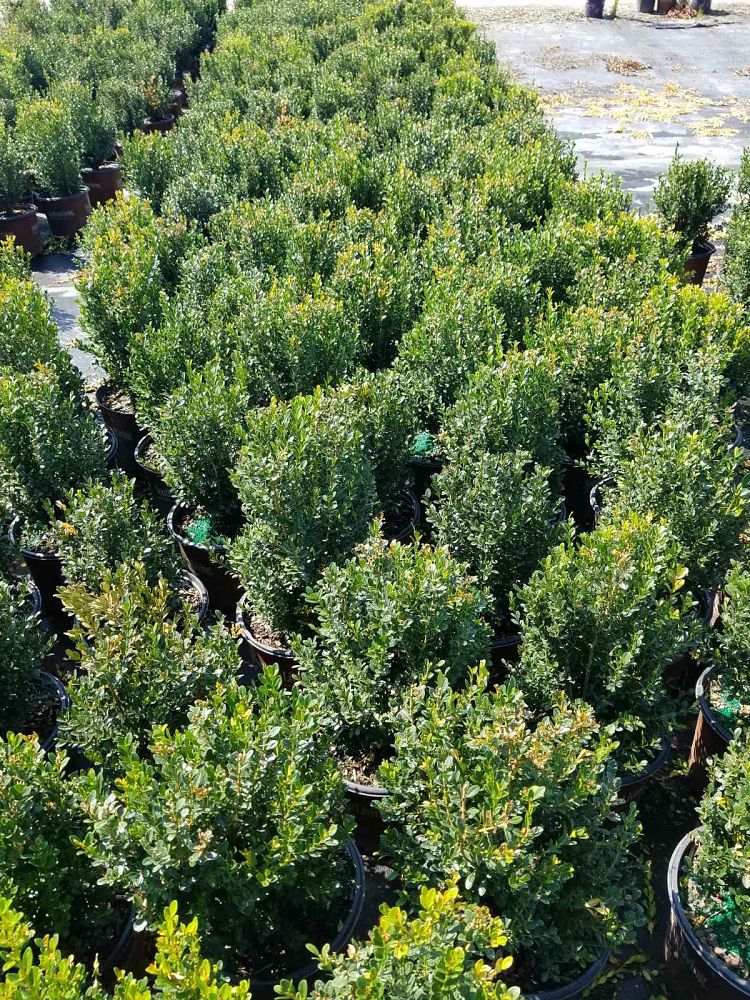 buxus-macrophylla-asiaticum-greggem-boxwood-baby-gem