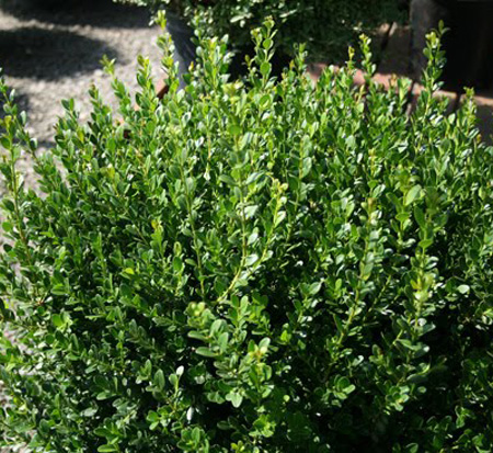 buxus-macrophylla-asiaticum-greggem-boxwood-baby-gem