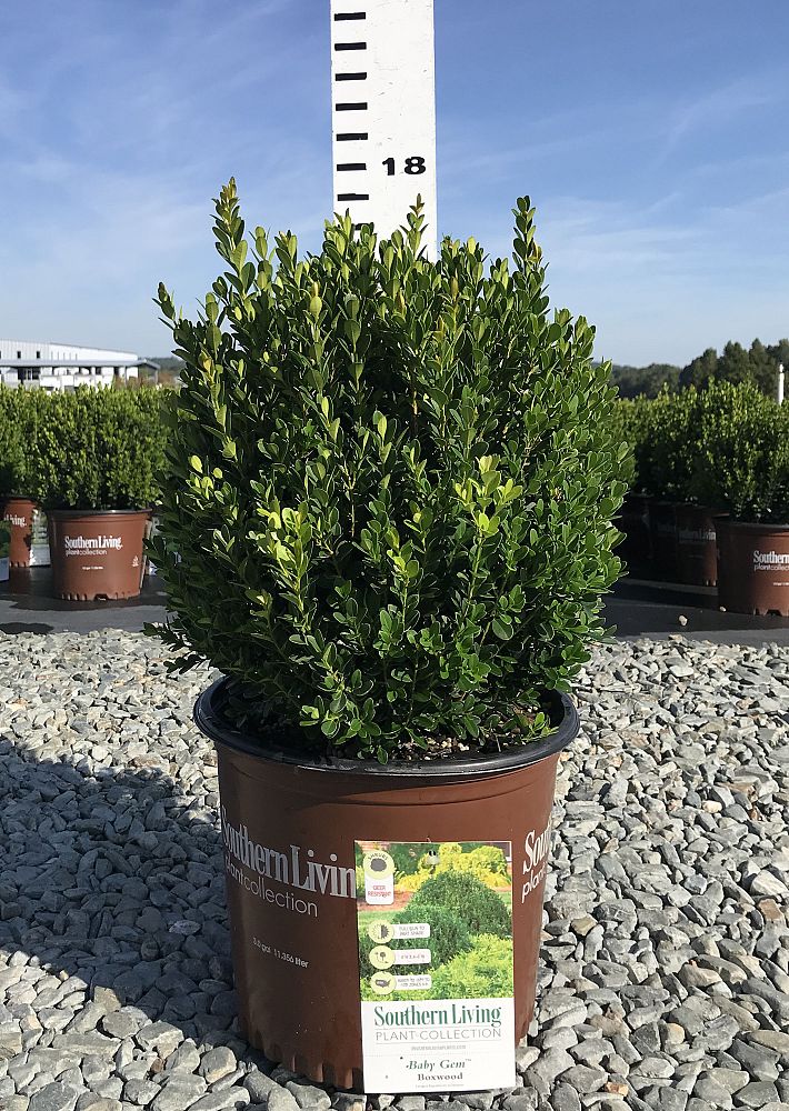 buxus-macrophylla-asiaticum-greggem-boxwood-baby-gem