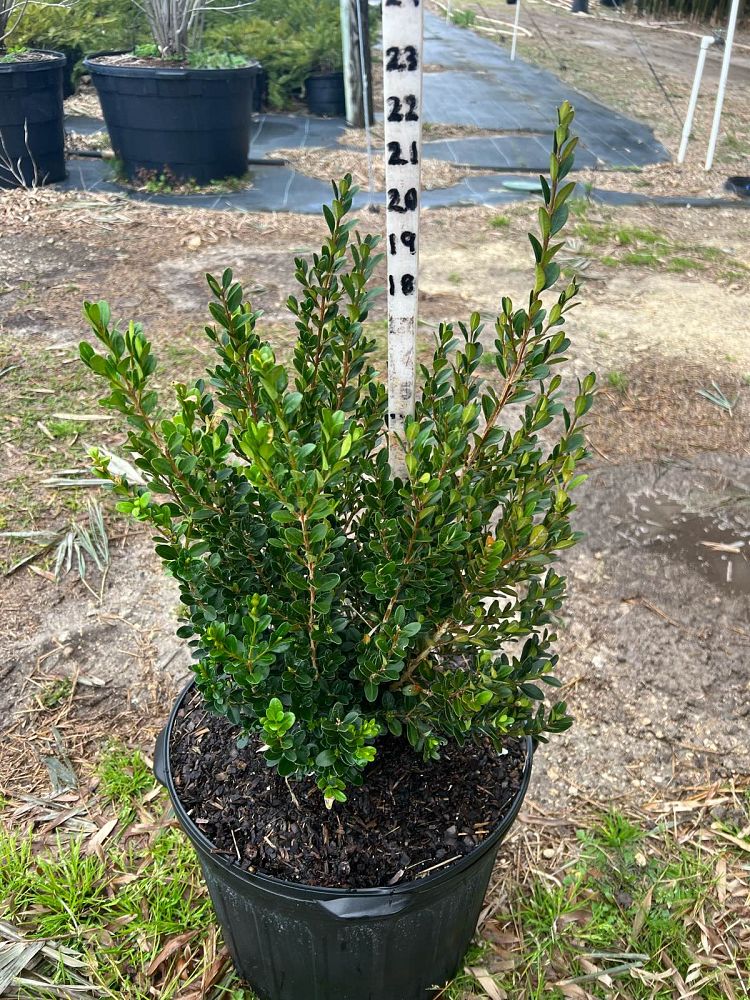 buxus-macrophylla-asiaticum-greggem-boxwood-baby-gem