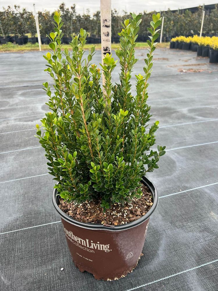 buxus-macrophylla-asiaticum-greggem-boxwood-baby-gem