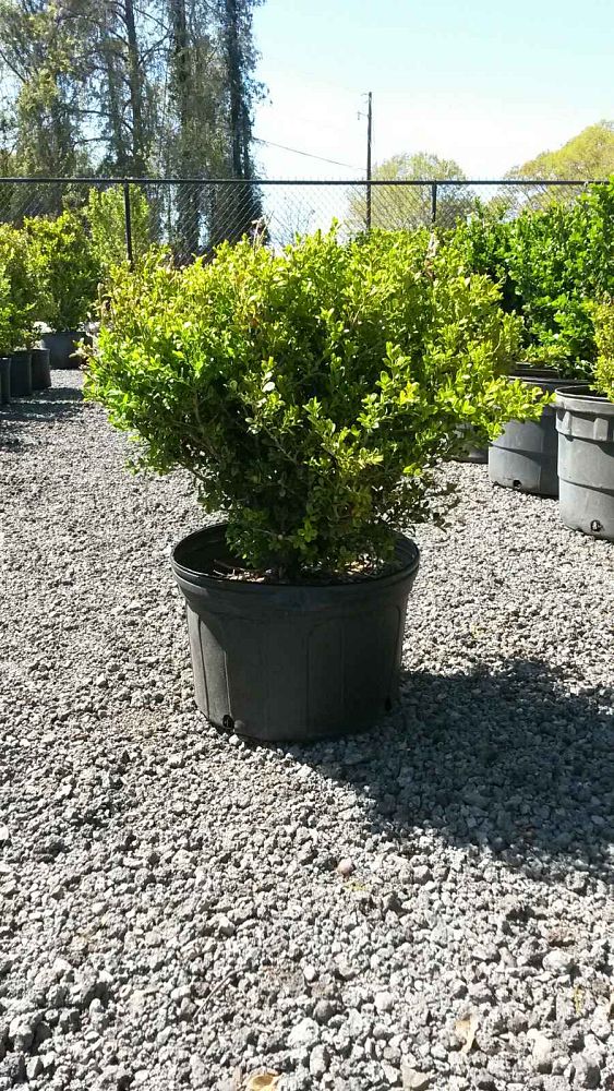 buxus-macrophylla-peergold-golden-dream-trade-boxwood