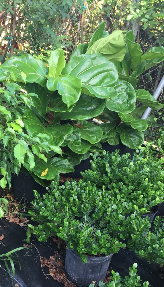 buxus-microphylla-bulthouse-sprinter-reg-boxwood