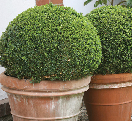 buxus-microphylla-bulthouse-sprinter-reg-boxwood