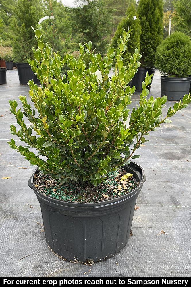 buxus-microphylla-faulkner-littleleaf-boxwood
