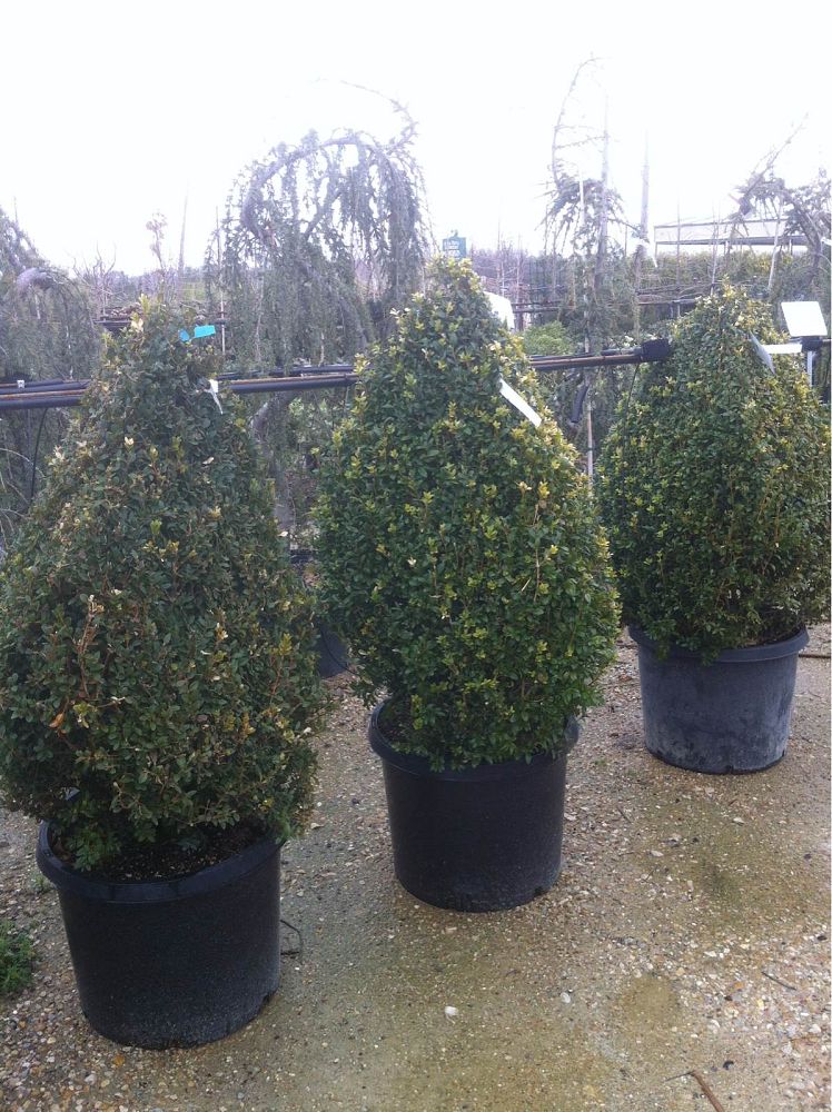 buxus-microphylla-green-mountain-japanese-boxwood-littleleaf-boxwood