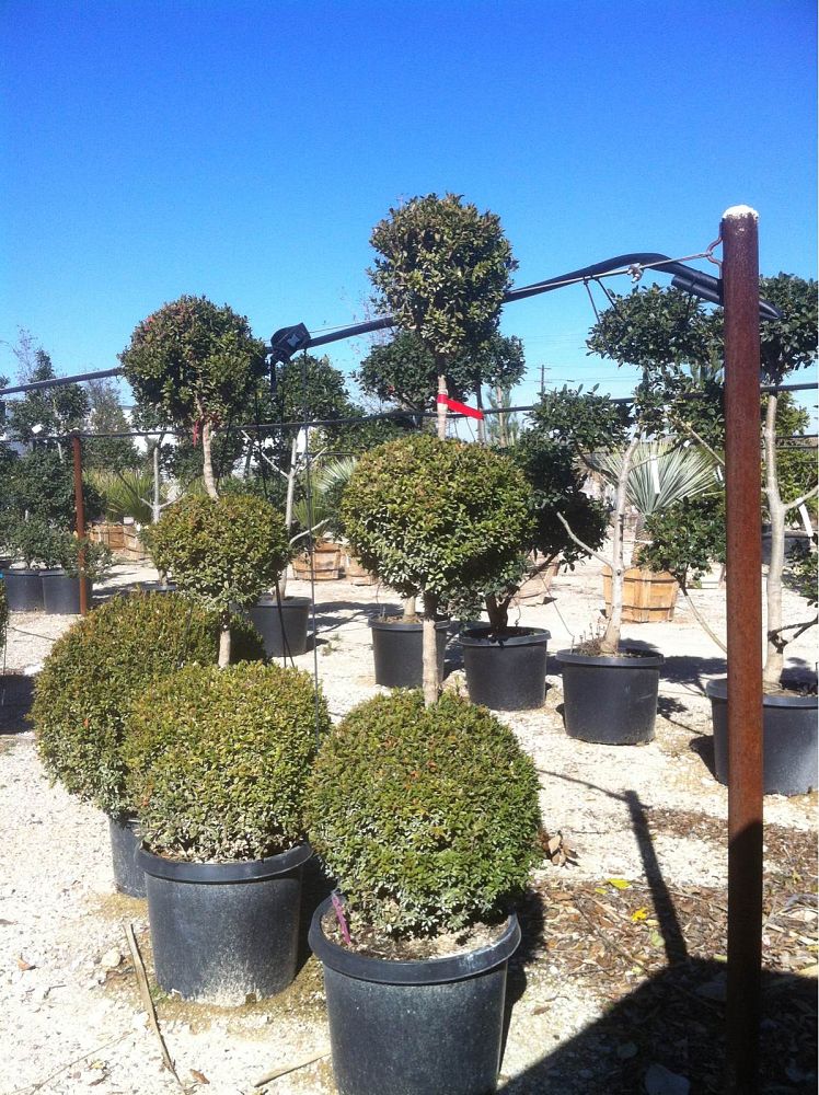 buxus-microphylla-green-mountain-japanese-boxwood-littleleaf-boxwood