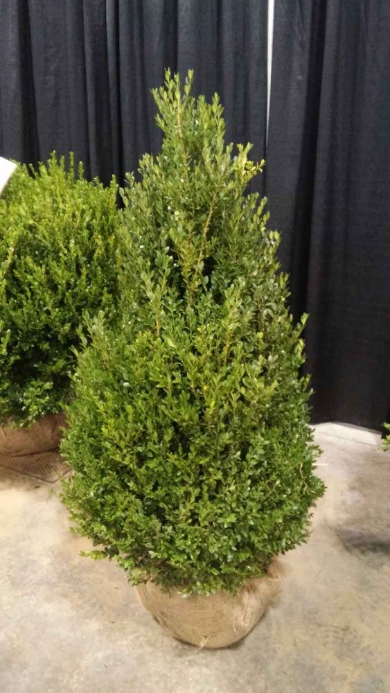 buxus-microphylla-green-mountain-japanese-boxwood-littleleaf-boxwood