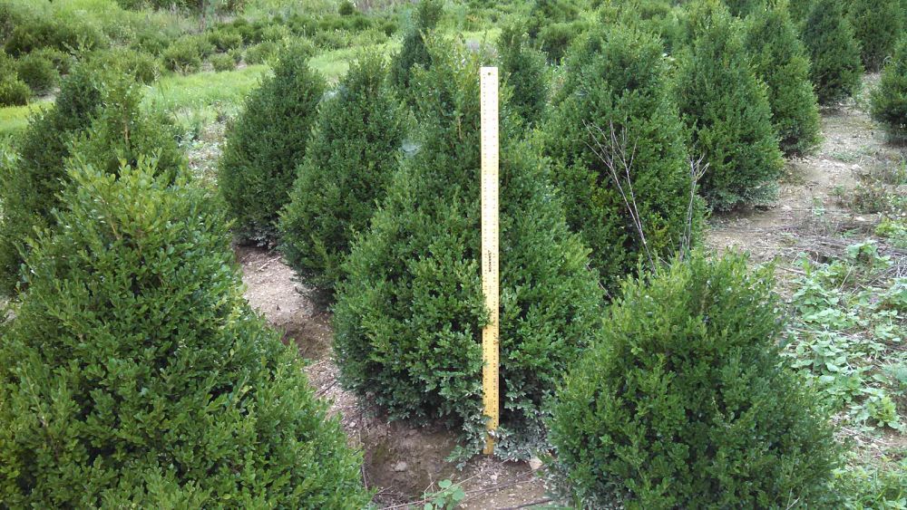 buxus-microphylla-green-mountain-japanese-boxwood-littleleaf-boxwood