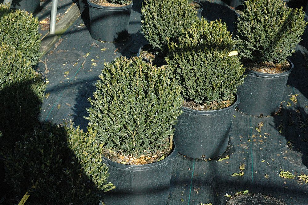buxus-microphylla-green-mountain-japanese-boxwood-littleleaf-boxwood