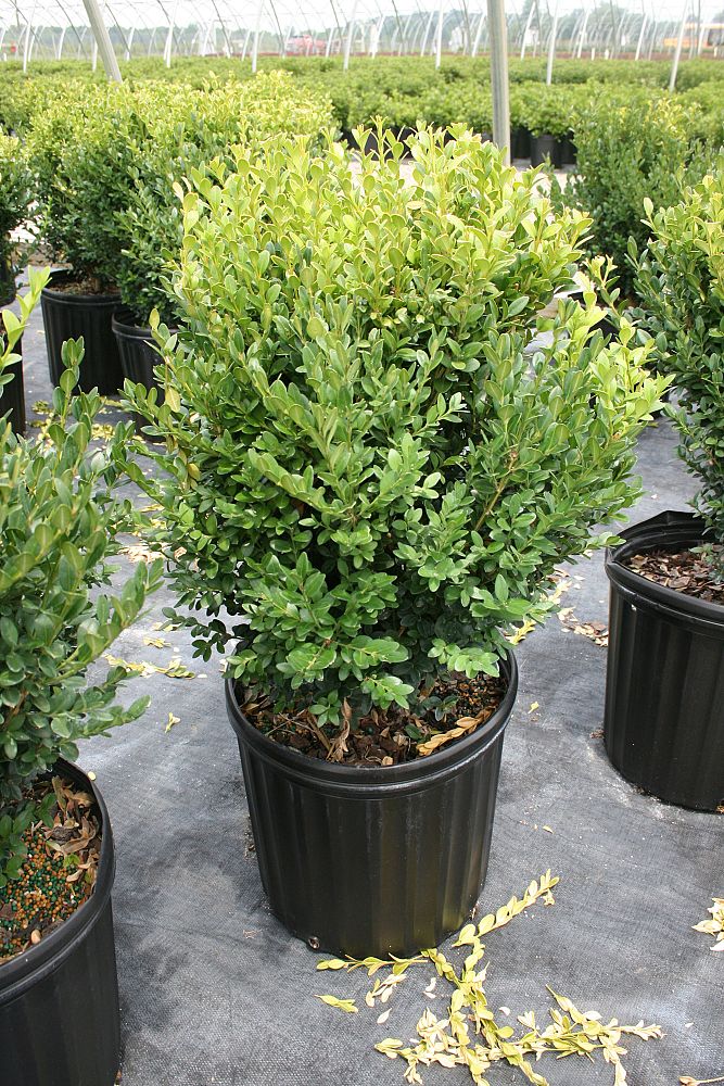 buxus-microphylla-green-mountain-japanese-boxwood-littleleaf-boxwood