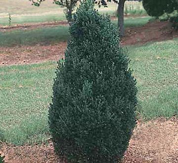 buxus-microphylla-green-mountain-japanese-boxwood-littleleaf-boxwood