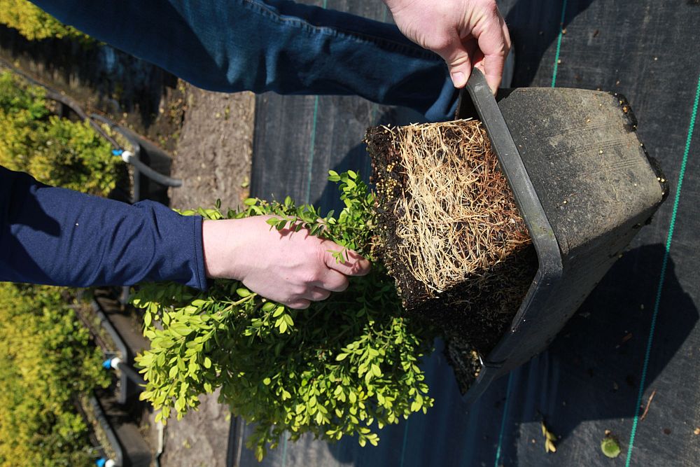buxus-microphylla-green-mountain-japanese-boxwood-littleleaf-boxwood