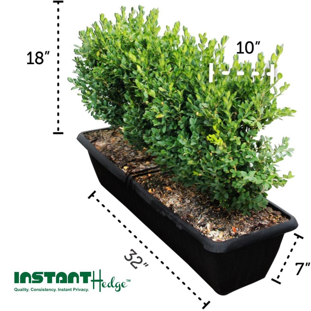 buxus-microphylla-green-mountain-japanese-boxwood-littleleaf-boxwood
