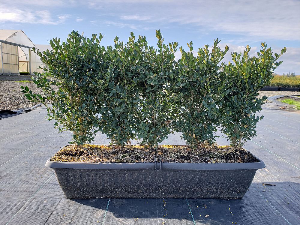 buxus-microphylla-green-mountain-japanese-boxwood-littleleaf-boxwood