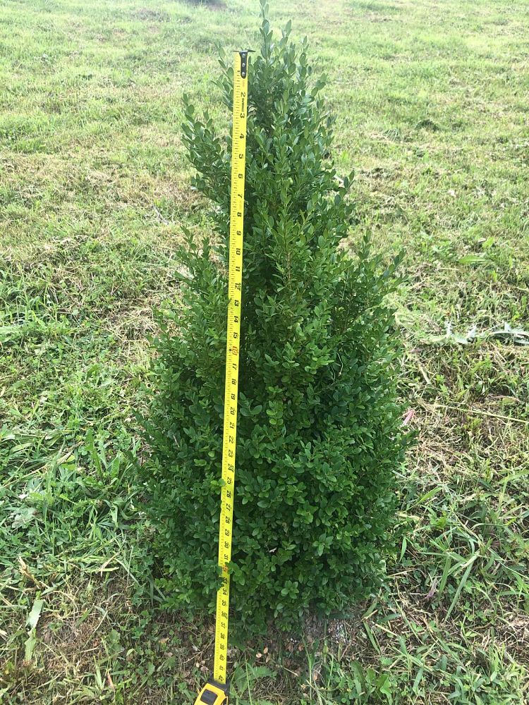 buxus-microphylla-green-mountain-japanese-boxwood-littleleaf-boxwood