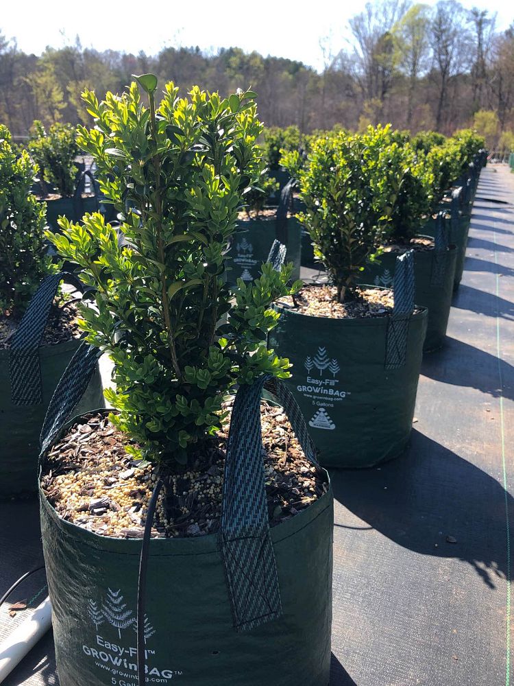 buxus-microphylla-green-mountain-japanese-boxwood-littleleaf-boxwood