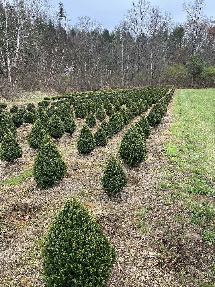 buxus-microphylla-green-mountain-japanese-boxwood-littleleaf-boxwood