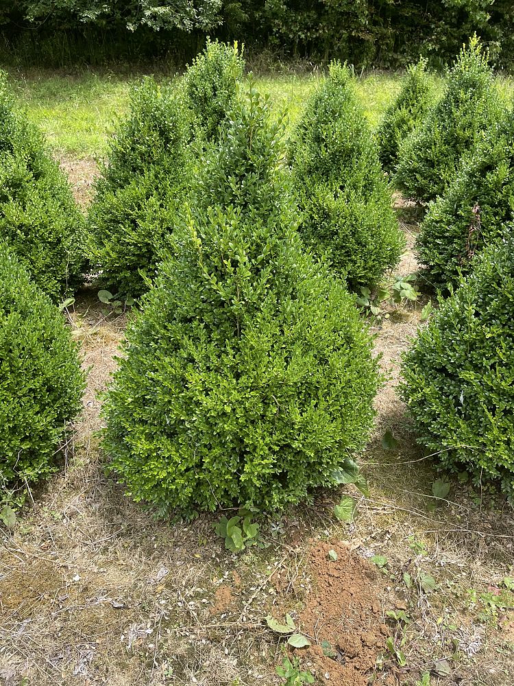buxus-microphylla-green-mountain-japanese-boxwood-littleleaf-boxwood