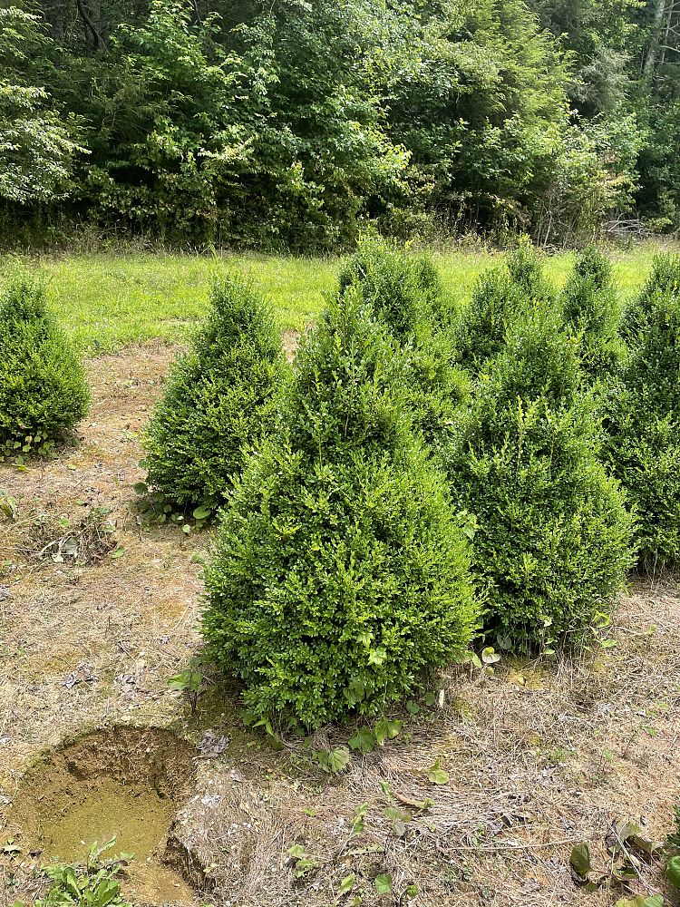 buxus-microphylla-green-mountain-japanese-boxwood-littleleaf-boxwood