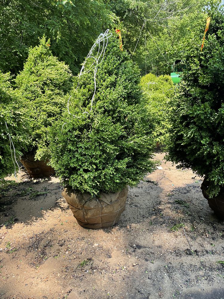 buxus-microphylla-green-mountain-japanese-boxwood-littleleaf-boxwood