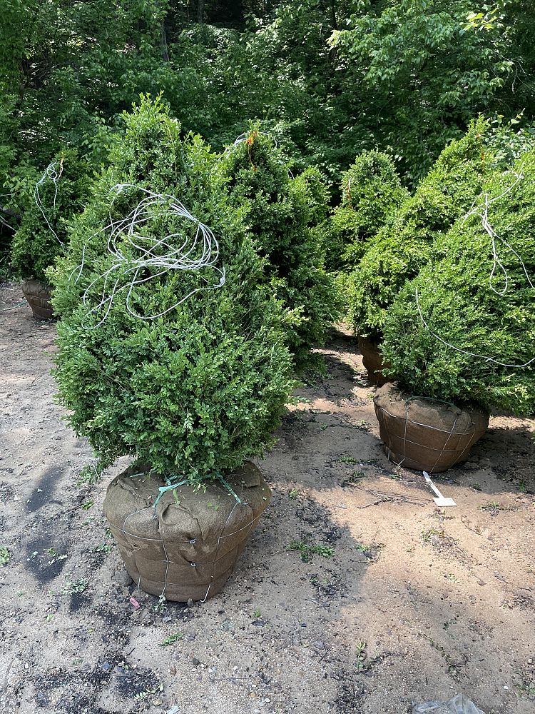 buxus-microphylla-green-mountain-japanese-boxwood-littleleaf-boxwood