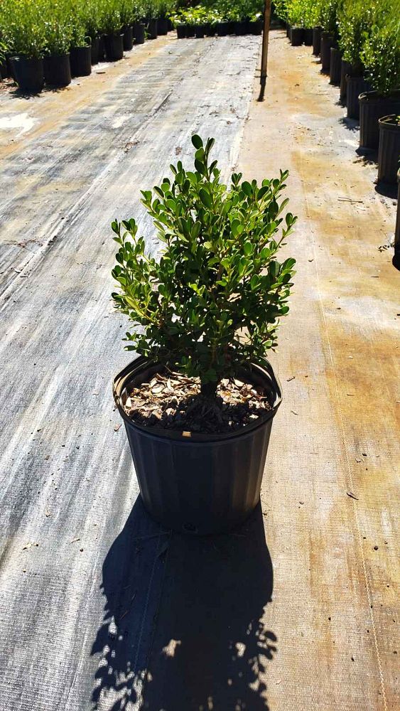 buxus-microphylla-green-mountain-japanese-boxwood-littleleaf-boxwood