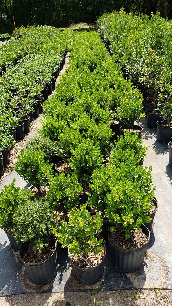 buxus-microphylla-green-mountain-japanese-boxwood-littleleaf-boxwood