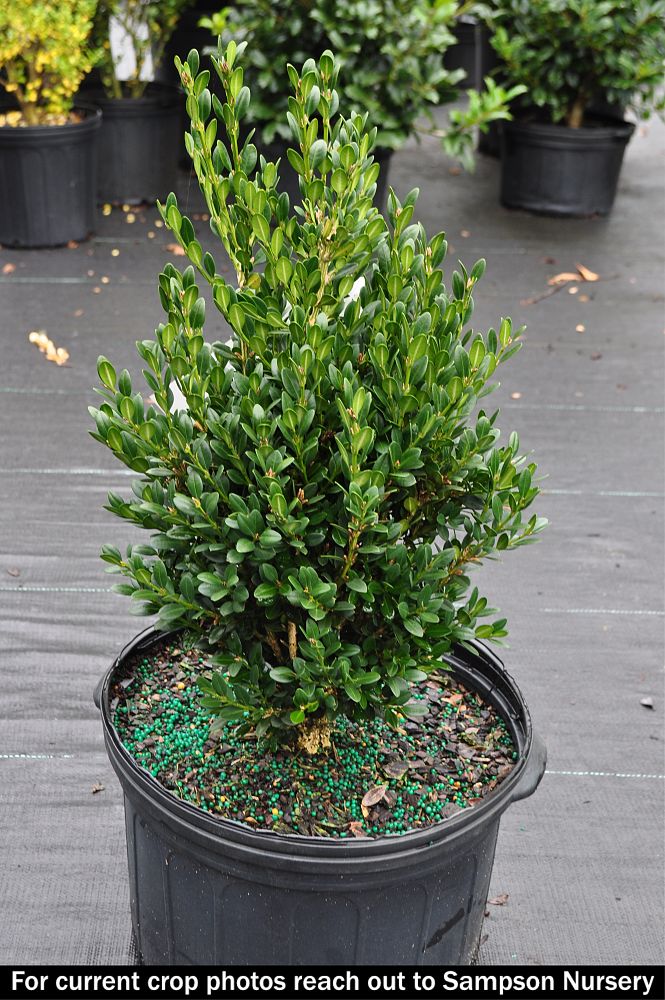 buxus-microphylla-green-mountain-japanese-boxwood-littleleaf-boxwood