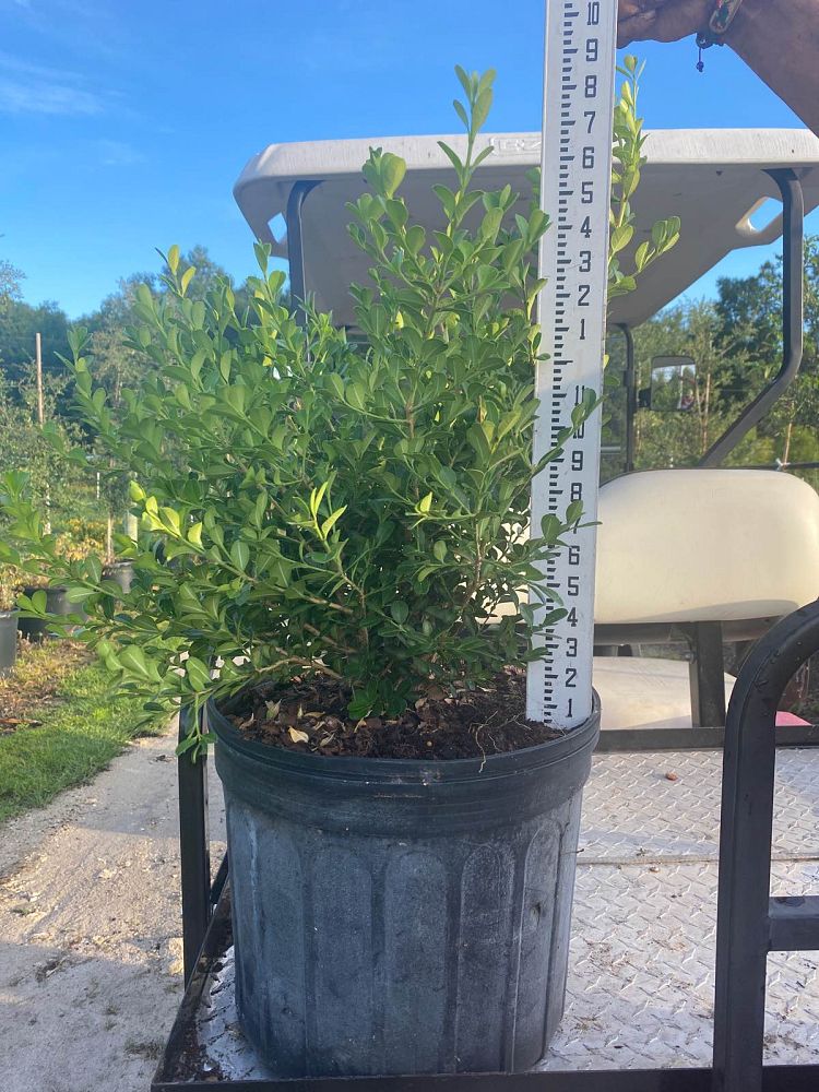 buxus-microphylla-green-mountain-japanese-boxwood-littleleaf-boxwood