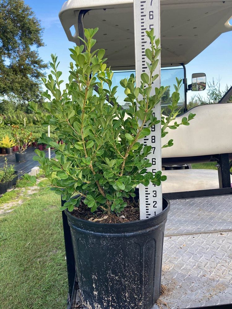 buxus-microphylla-green-mountain-japanese-boxwood-littleleaf-boxwood