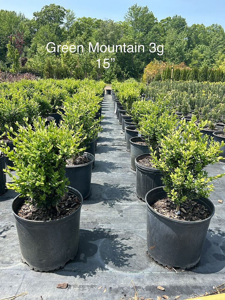 buxus-microphylla-green-mountain-japanese-boxwood-littleleaf-boxwood
