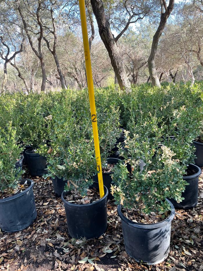 buxus-microphylla-green-mountain-japanese-boxwood-littleleaf-boxwood