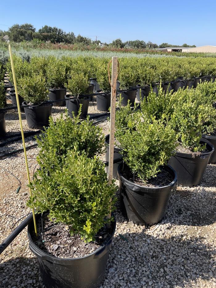 buxus-microphylla-green-mountain-japanese-boxwood-littleleaf-boxwood