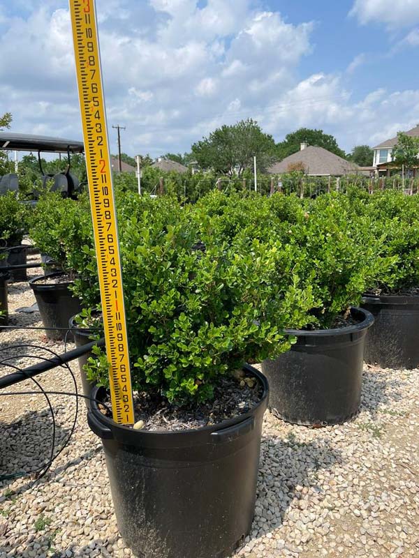 buxus-microphylla-green-mountain-japanese-boxwood-littleleaf-boxwood