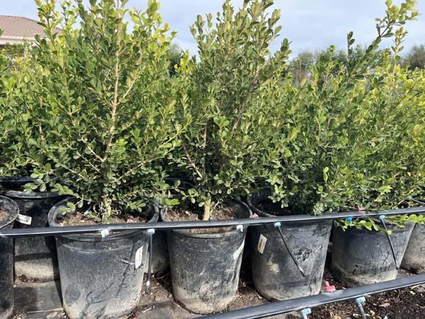 buxus-microphylla-green-mountain-japanese-boxwood-littleleaf-boxwood