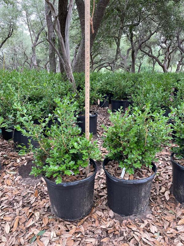 buxus-microphylla-green-mountain-japanese-boxwood-littleleaf-boxwood