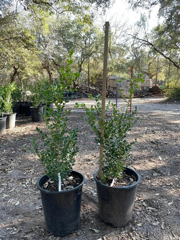 buxus-microphylla-green-mountain-japanese-boxwood-littleleaf-boxwood