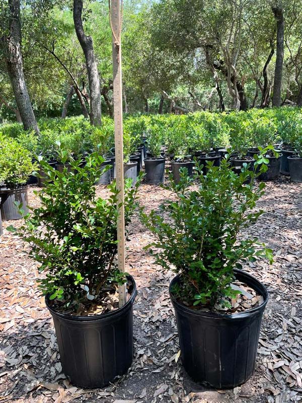 buxus-microphylla-green-mountain-japanese-boxwood-littleleaf-boxwood