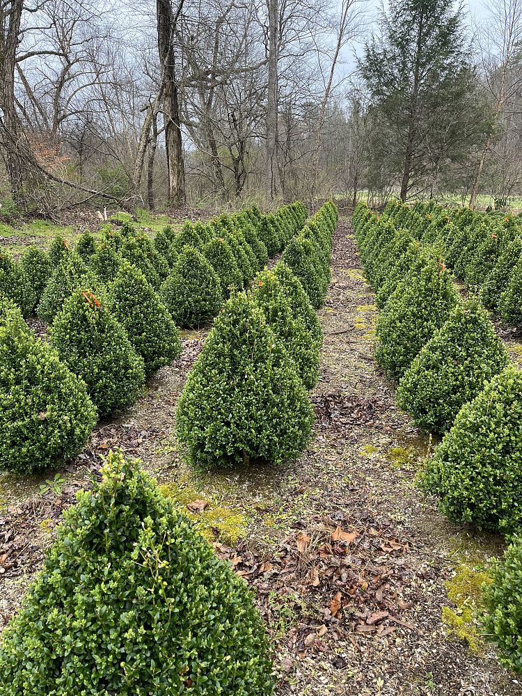 buxus-microphylla-green-mountain-japanese-boxwood-littleleaf-boxwood