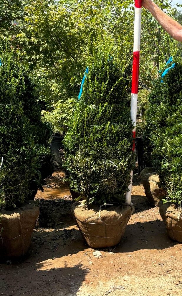 buxus-microphylla-green-mountain-japanese-boxwood-littleleaf-boxwood