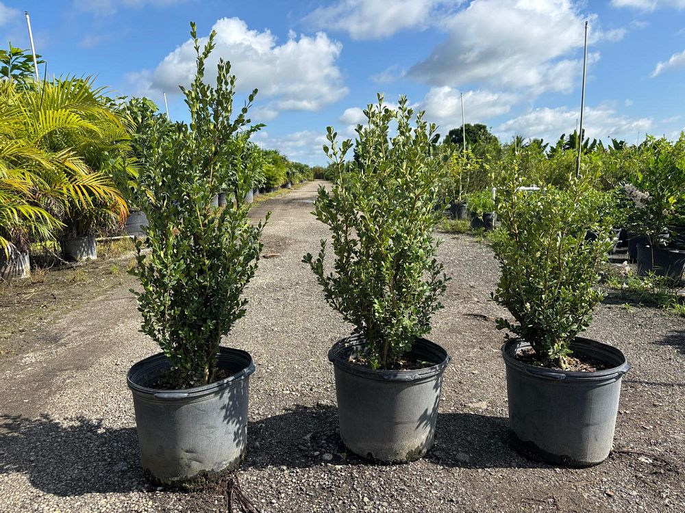 buxus-microphylla-green-mountain-japanese-boxwood-littleleaf-boxwood