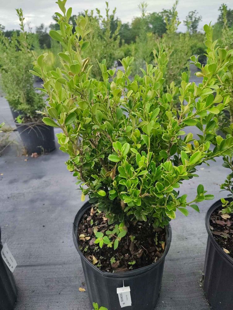 buxus-microphylla-green-mountain-japanese-boxwood-littleleaf-boxwood