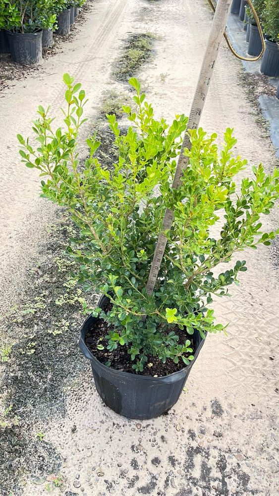 buxus-microphylla-green-mountain-topiary-sphere-globe-japanese-boxwood-littleleaf-boxwood