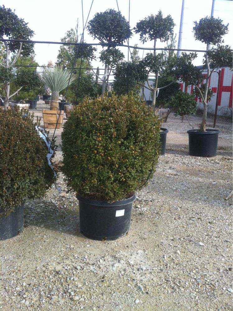 buxus-microphylla-green-velvet-littleleaf-boxwood