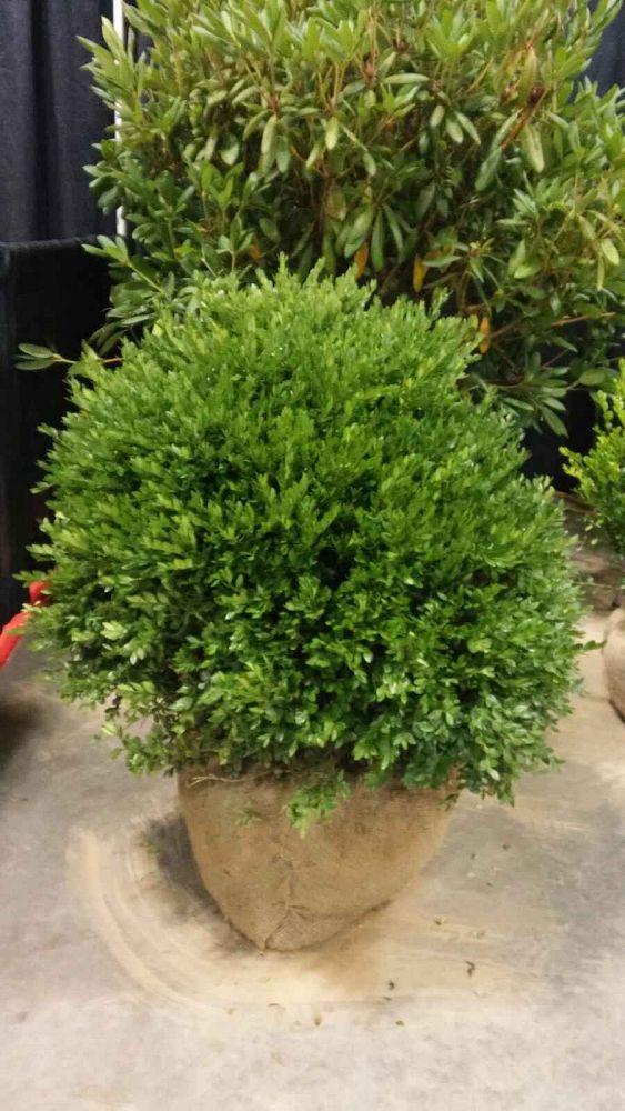 buxus-microphylla-green-velvet-littleleaf-boxwood