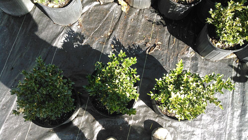 buxus-microphylla-green-velvet-littleleaf-boxwood