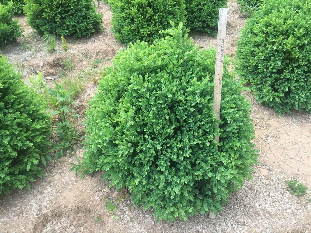 buxus-microphylla-green-velvet-littleleaf-boxwood
