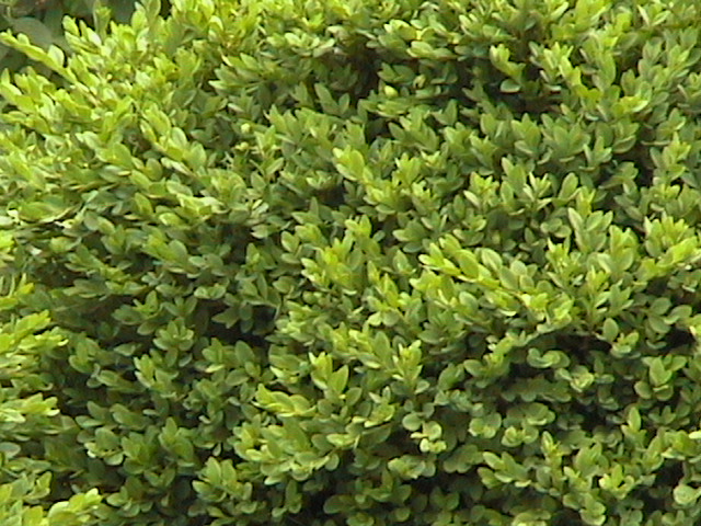 buxus-microphylla-green-velvet-littleleaf-boxwood