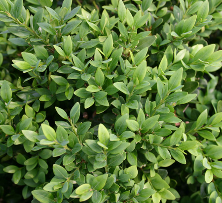 buxus-microphylla-green-velvet-littleleaf-boxwood